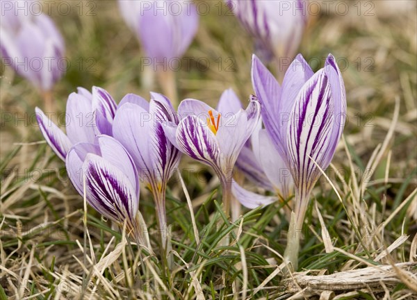 Corsican crocus