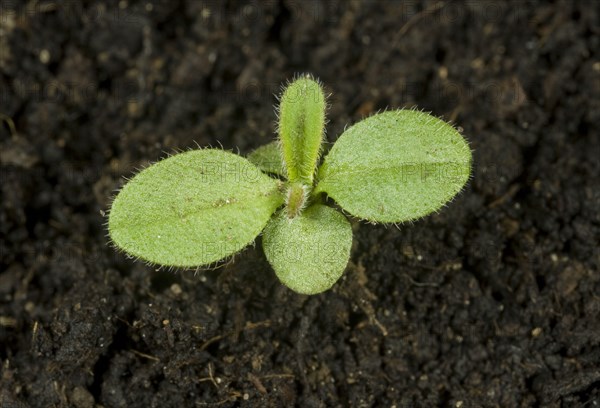 A seedling of forget-me-not