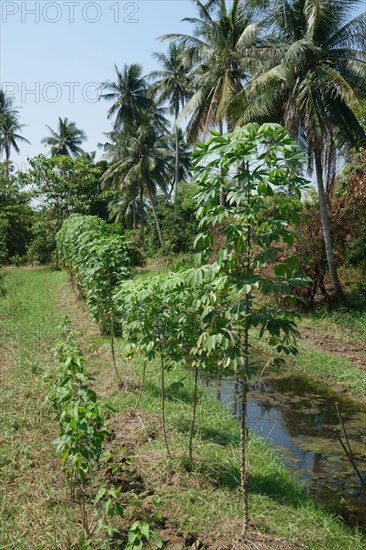 Cassava