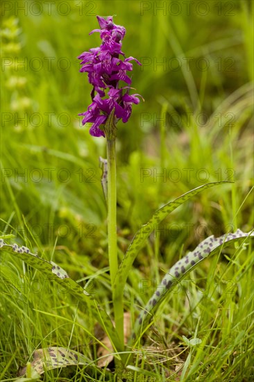 Western marsh orchid