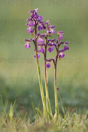 Green-winged Orchid