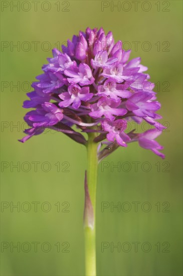 Pyramidal Orchid