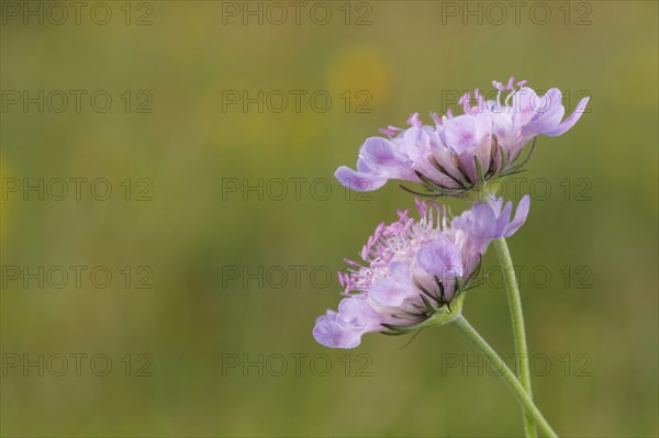 Field widow's-flower