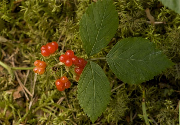 Stone Bramble