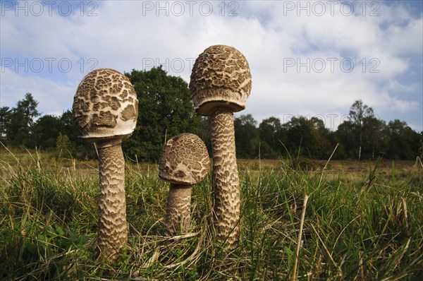 Shaggy Parasol