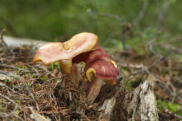 Red-haired agaric