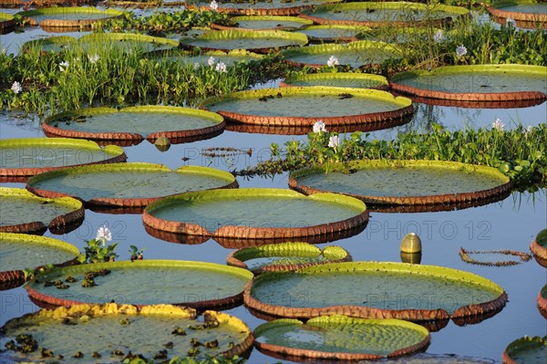 Amazon water lily