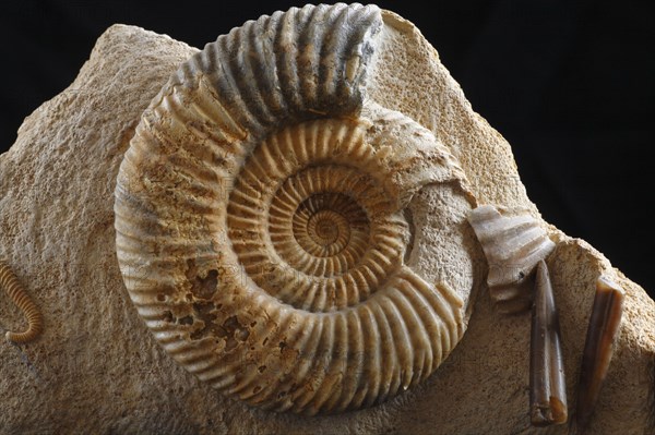 Fossil Ammonite