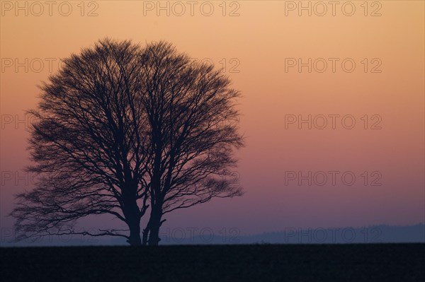 Bare tree silhouette at sunset
