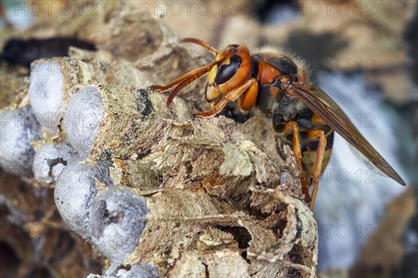 European european hornet