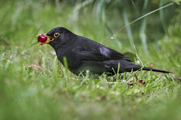 Common blackbird