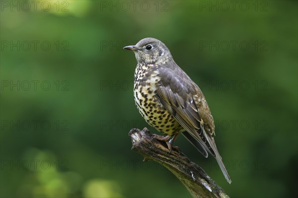 Mistle Thrush