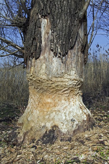 Thick tree trunk with tooth marks from gnawing by the european beaver