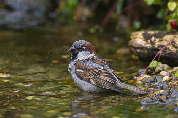 House sparrow