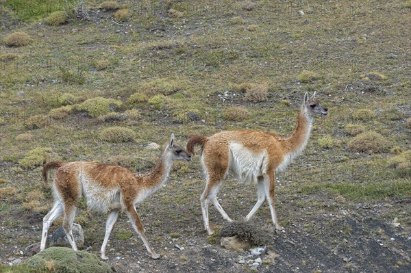 Guanacos