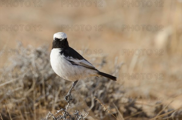 Pale-browed Wheatear