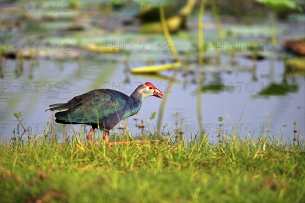 Purple swamphen