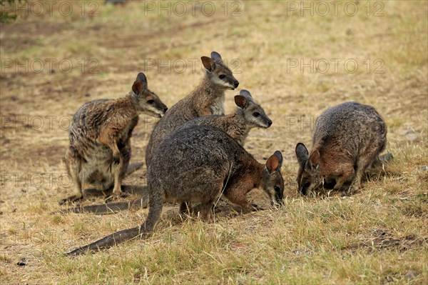 Tammar Wallaby