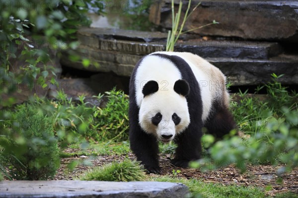 Giant panda