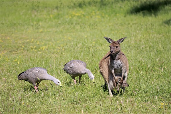 Eastern grey kangaroo