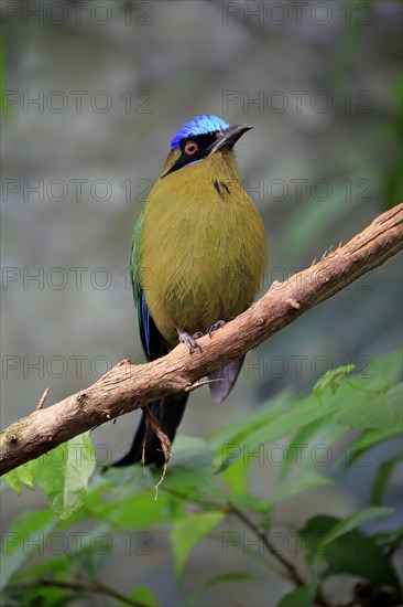 Blue Crowned Motmot