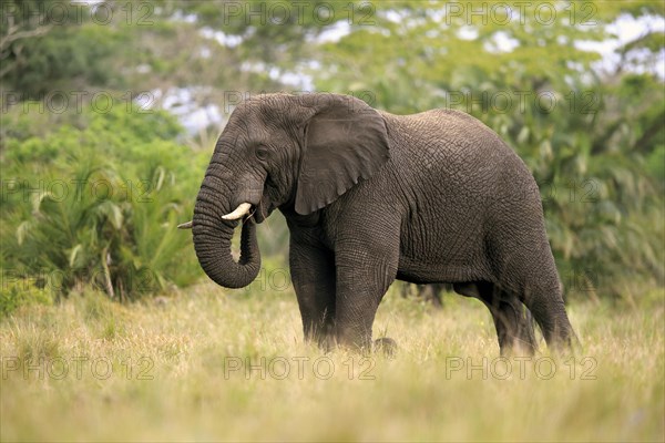 African elephant