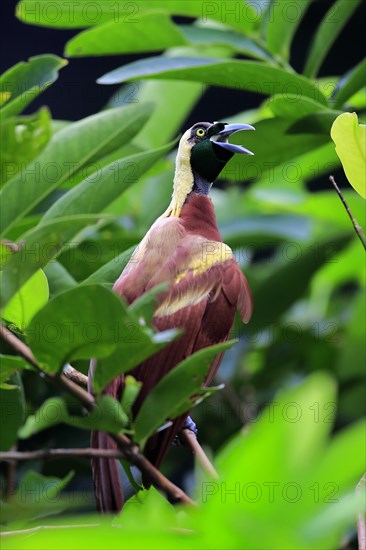 Lesser Bird of Paradise