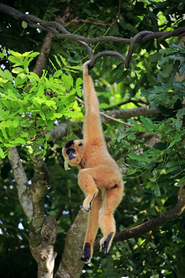 Yellow-cheeked gibbon