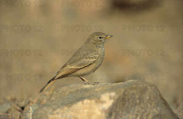 Rock Lark