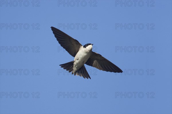 Common house martins