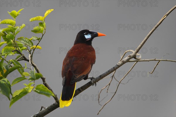 Montezuma Oropendola