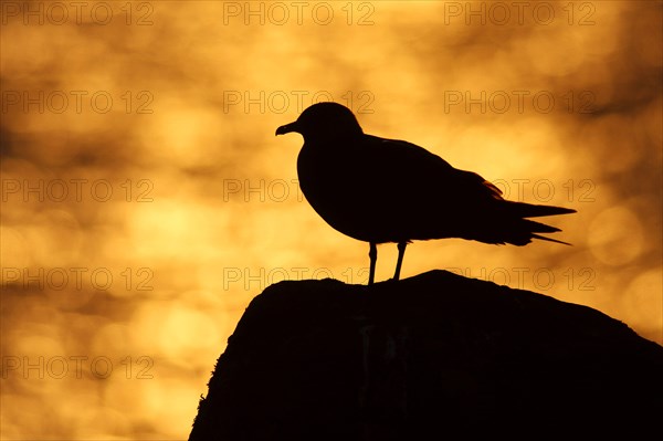 Arctic skuas