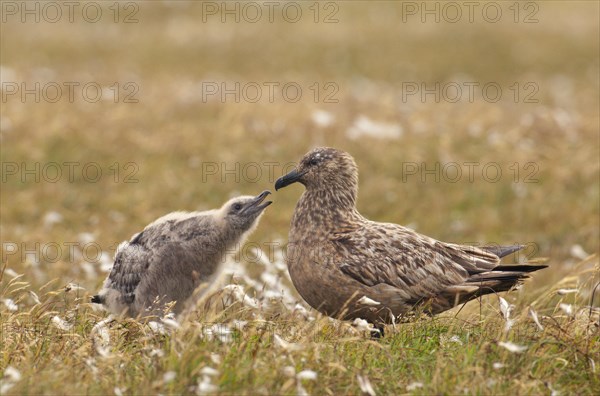 Great Skua