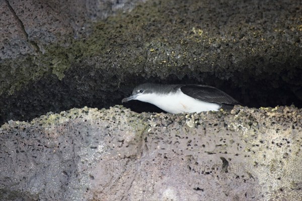 Audubon's shearwater