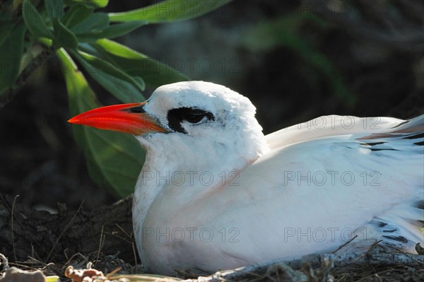 Red-tailed tropicbird