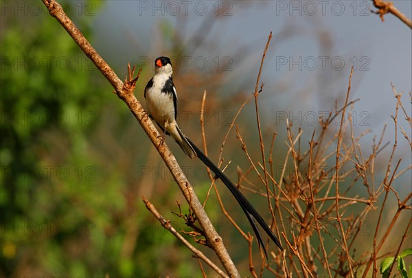 Pin-tailed Whydah