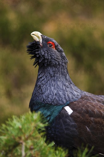 Western western capercaillie