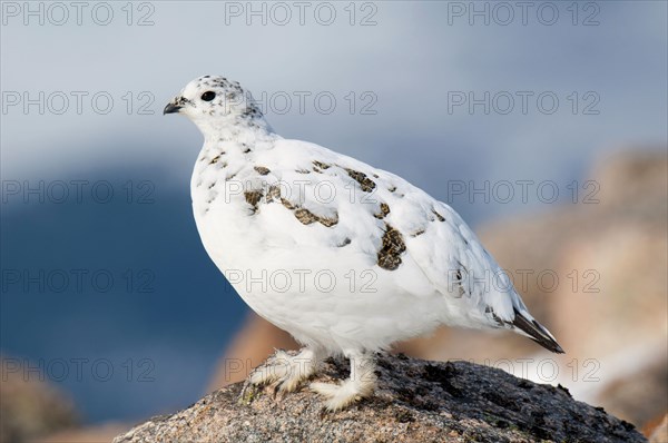 Rock Ptarmigan