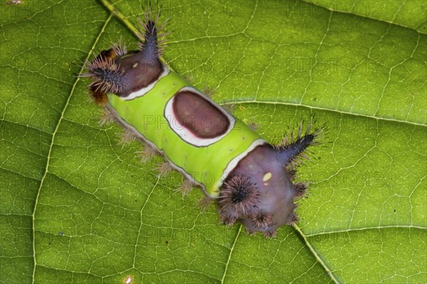 Saddleback Moth