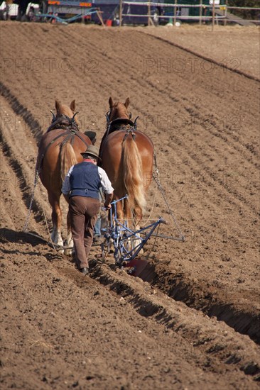 Suffolk Punch horses pull the plough