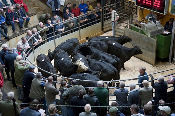 Livestock market