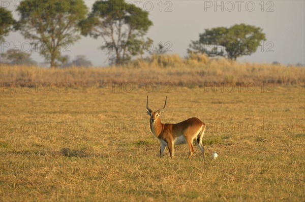 Red Lechwe