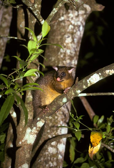 Common Brushtail Possum