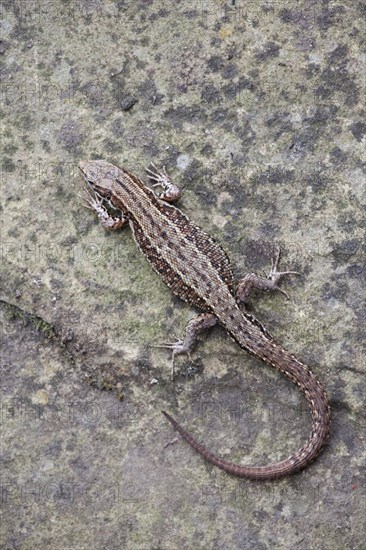 Common viviparous lizard