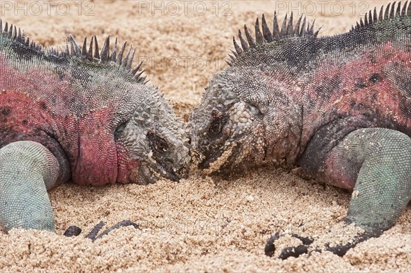 Marine Iguana