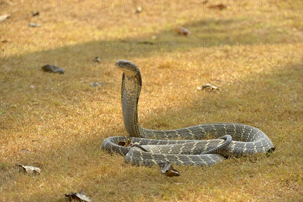 King Cobra