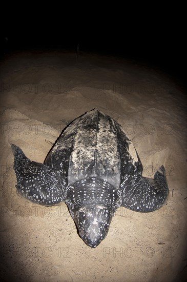 Leatherback sea turtle