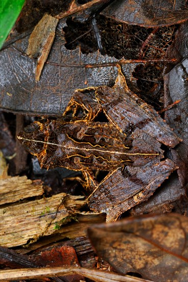 East Betsileo Madagascar Frog