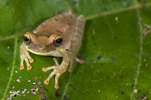 Treefrog