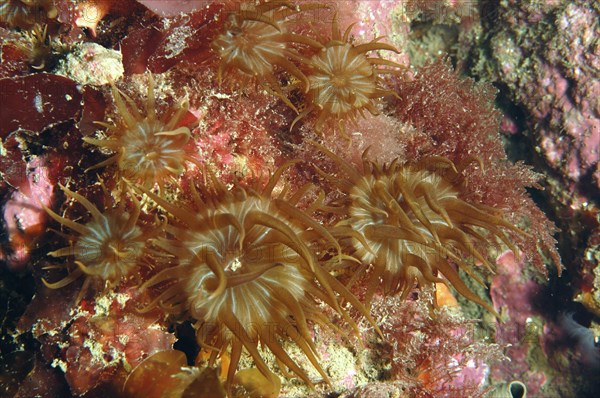 Group of trumpet anemone